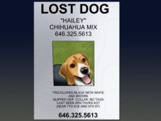 how to make an effective missing pet poster with pictures lost animal poster template sample